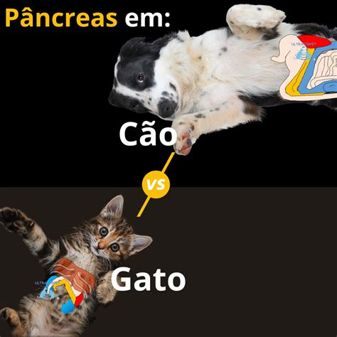 Cão e Gato 2025